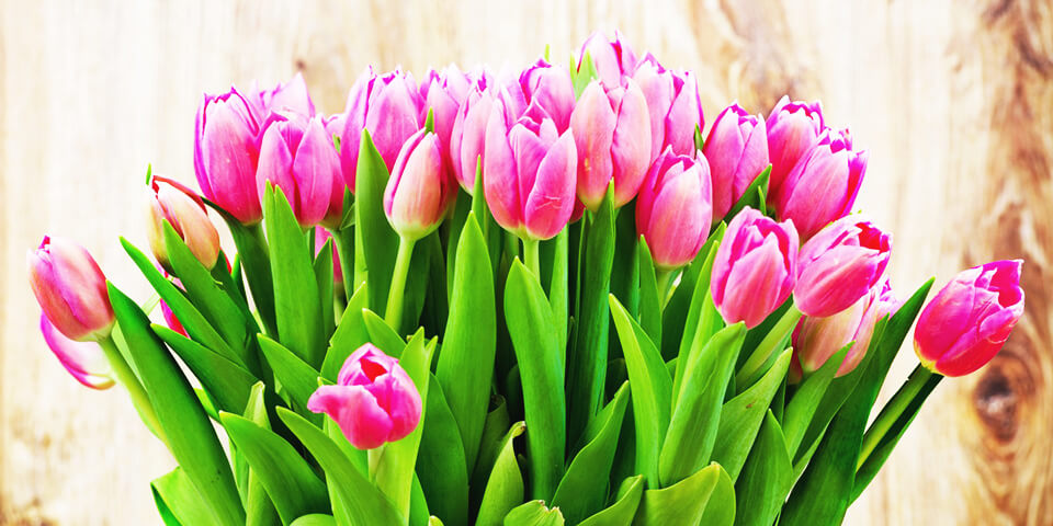 Международный женский день, тюльпаны, праздник, 8 марта